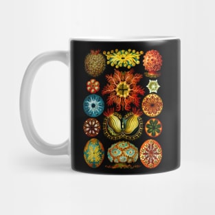 Ascidiacea - Sea Life Mug